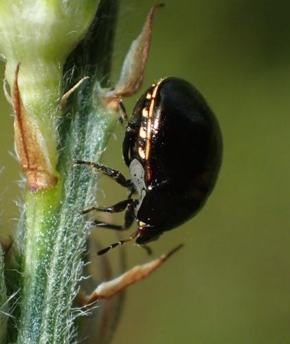 Réf. 194 088 : Coptosoma scutellatum